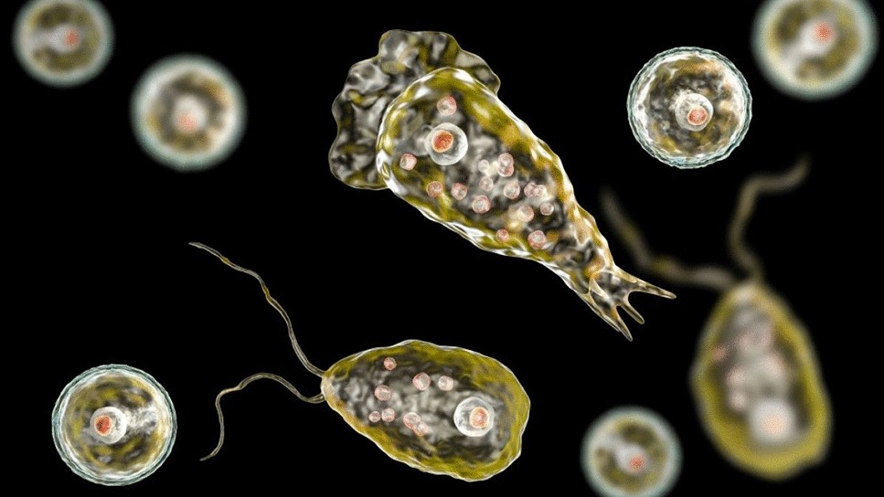 Brain Eating Amoeba