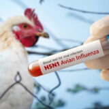 Bird Flu